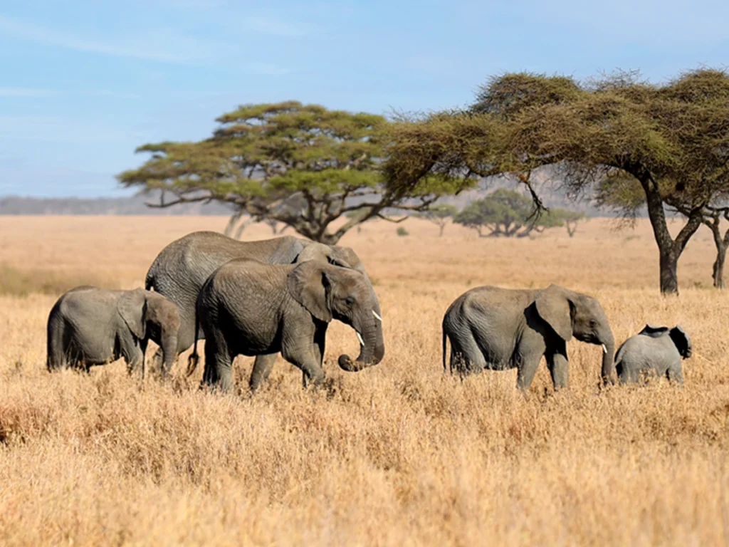 Elephants: Giants of the Animal Kingdom with Remarkable Intelligence and Social Bonds