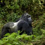 Rwanda’s Tourism Boom in 2025: A Global Model of Sustainable Growth