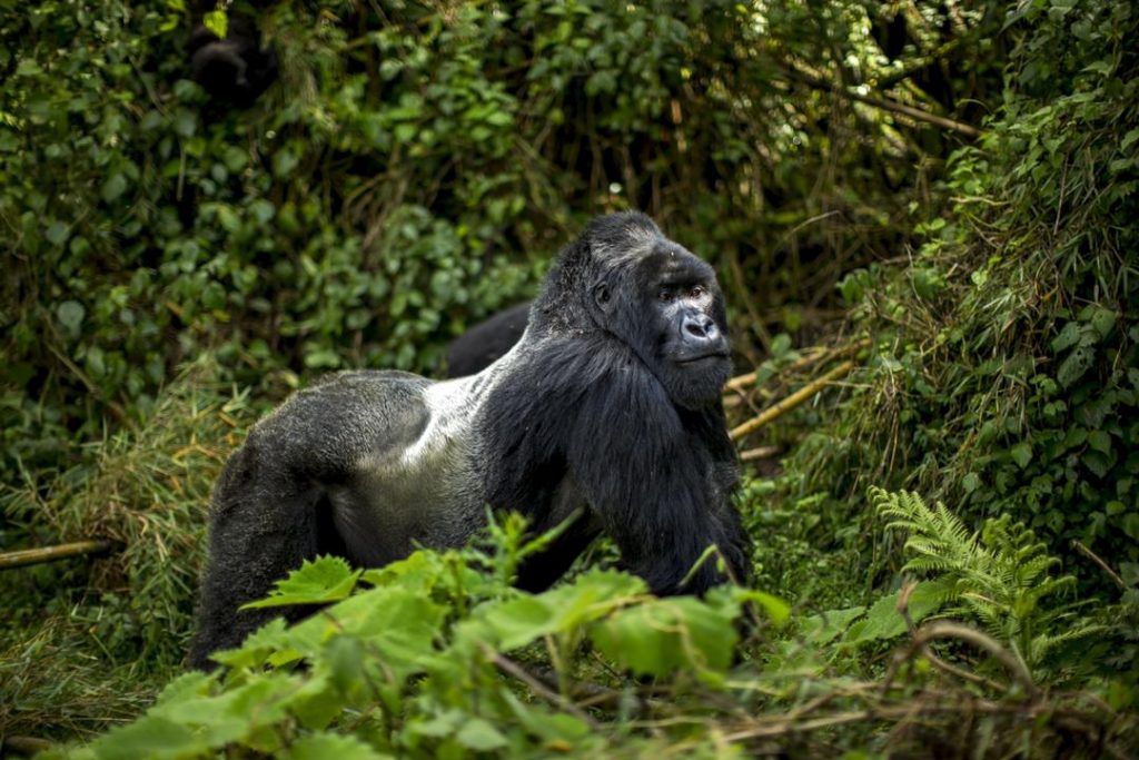 Rwanda’s Tourism Boom in 2025: A Global Model of Sustainable Growth
