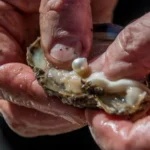 Why Finding Natural Pearls in the Ocean Is Extremely Difficult