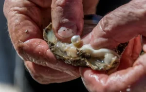 Why Finding Natural Pearls in the Ocean Is Extremely Difficult