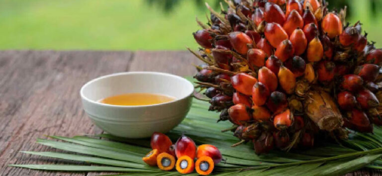 The story of palm oil