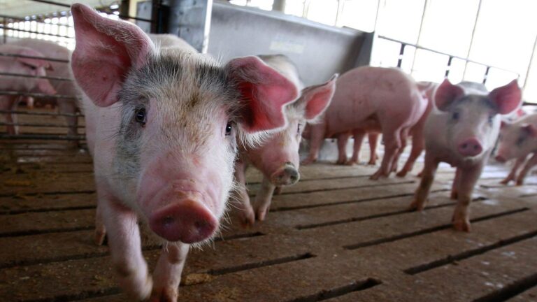 USDA extends trial for increased line speeds at pork plants