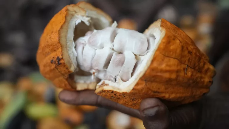 Unlawful mining compromises Ghana’s cocoa industry