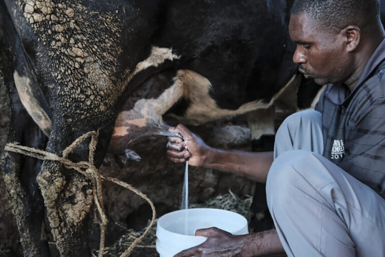 Tanzania, Rwanda sign deal to boost dairy industry