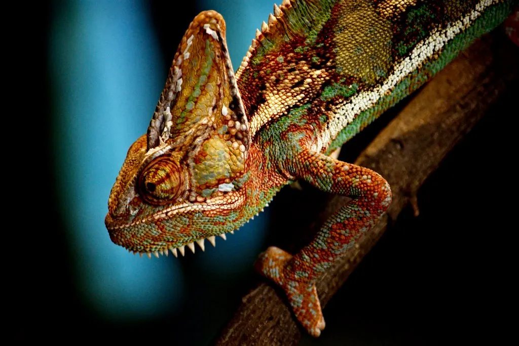 Chameleon Wroclaw ZOO