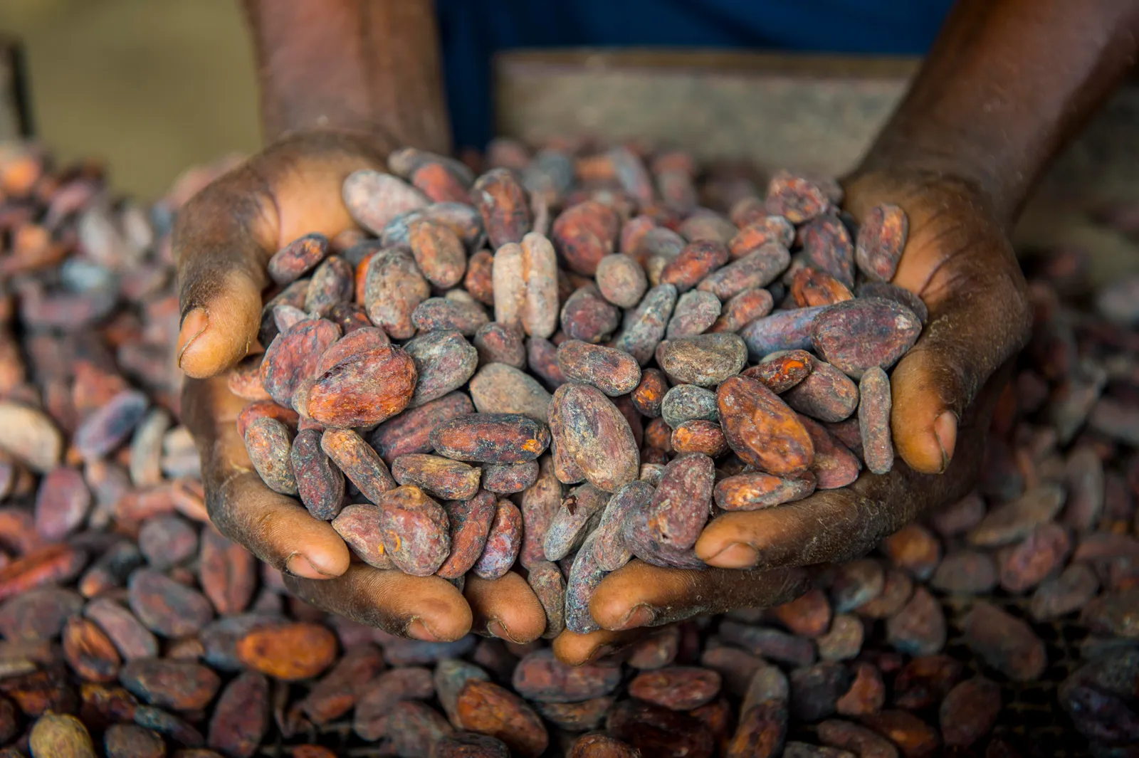 Woman holding cocoa beans in her hands