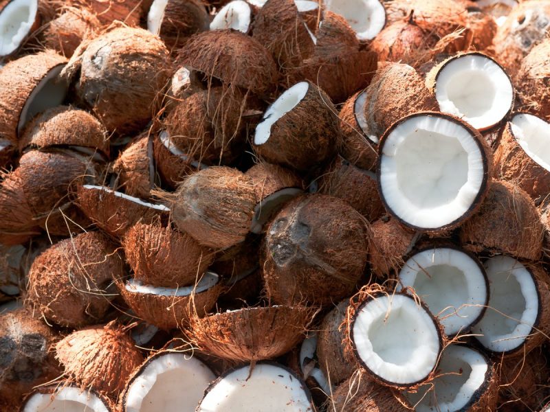 coconuts 800x600 1
