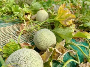 Yubari King Melon: The World’s Most Luxurious Fruit Worth Tens of Thousands